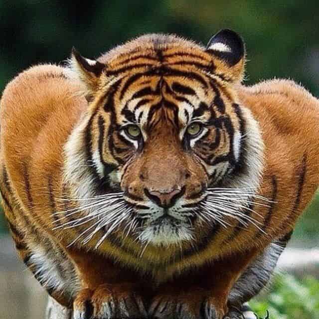 Avatar of Animal Lovers Community