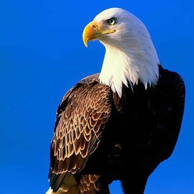 America🇺🇸