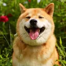 Avatar of cute cats and dogs