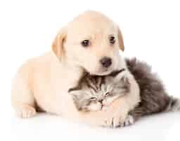 Avatar of funny dogs and cats