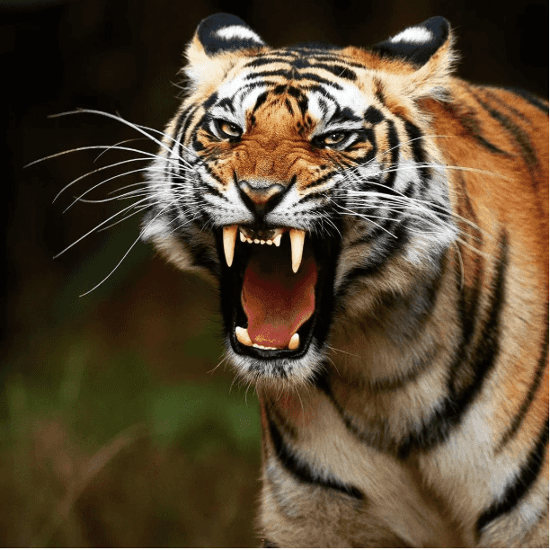 Avatar of The Tiger