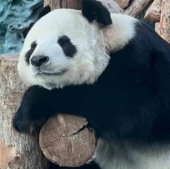 Avatar of panda