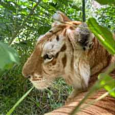 Avatar of Reels Animals