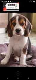 Avatar of Mr Beagle 