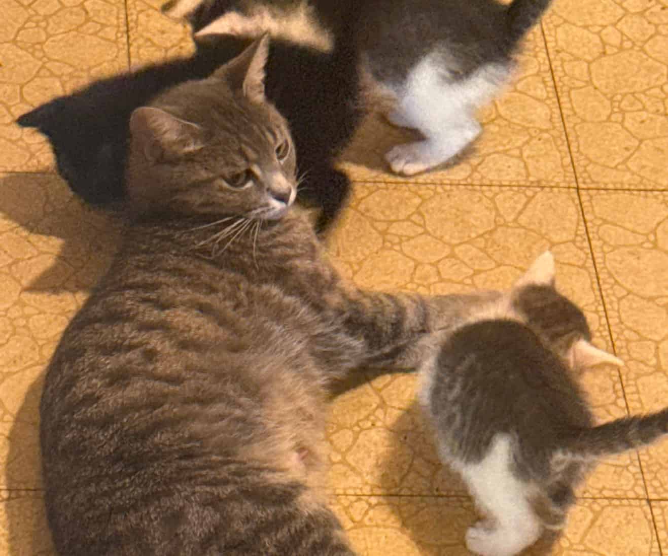 Avatar of Cat chronicles54