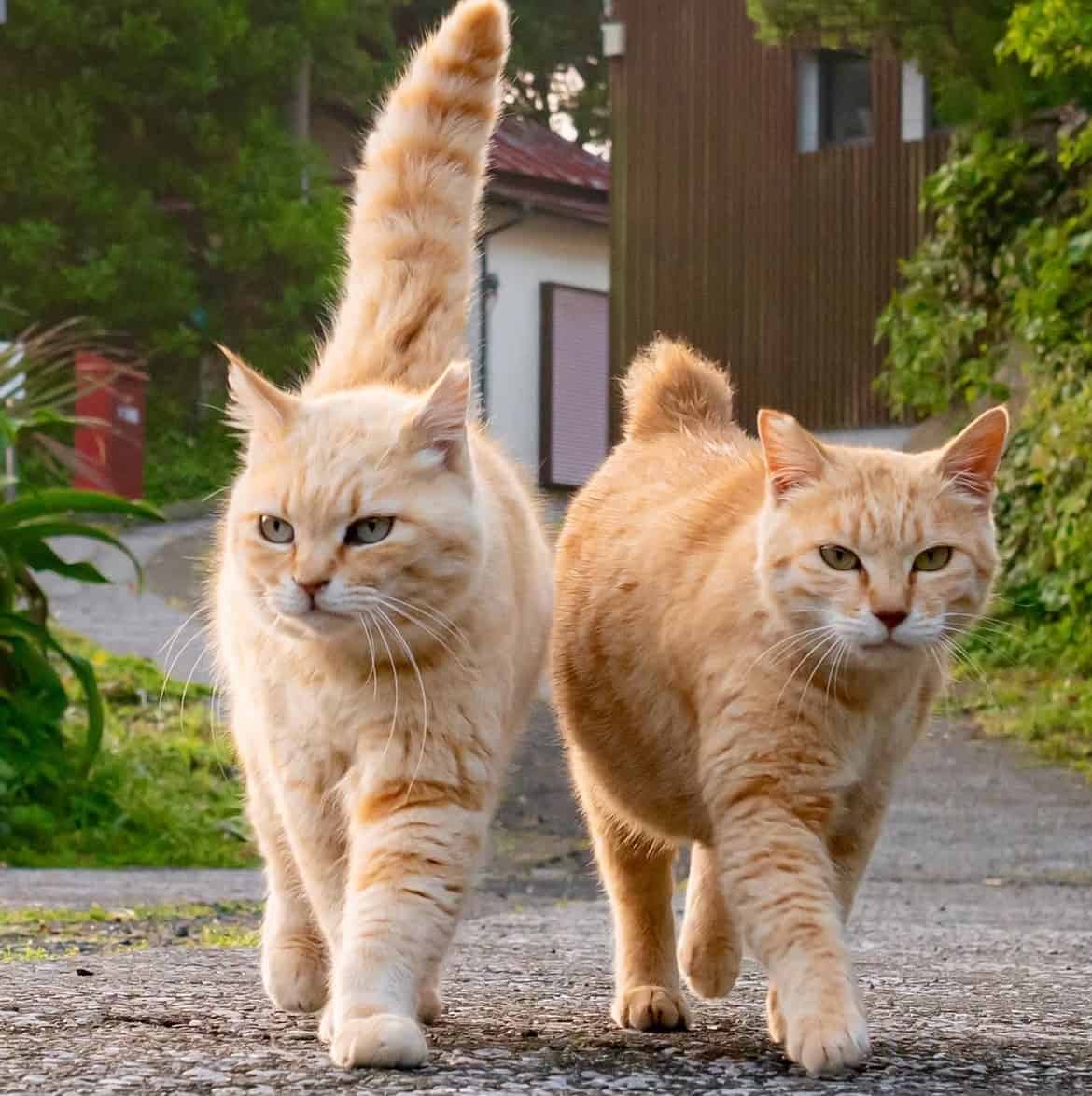 Avatar of Scoopz Daily