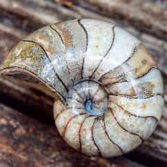 Avatar of yorkshire fossil