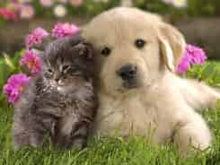 cute animals 