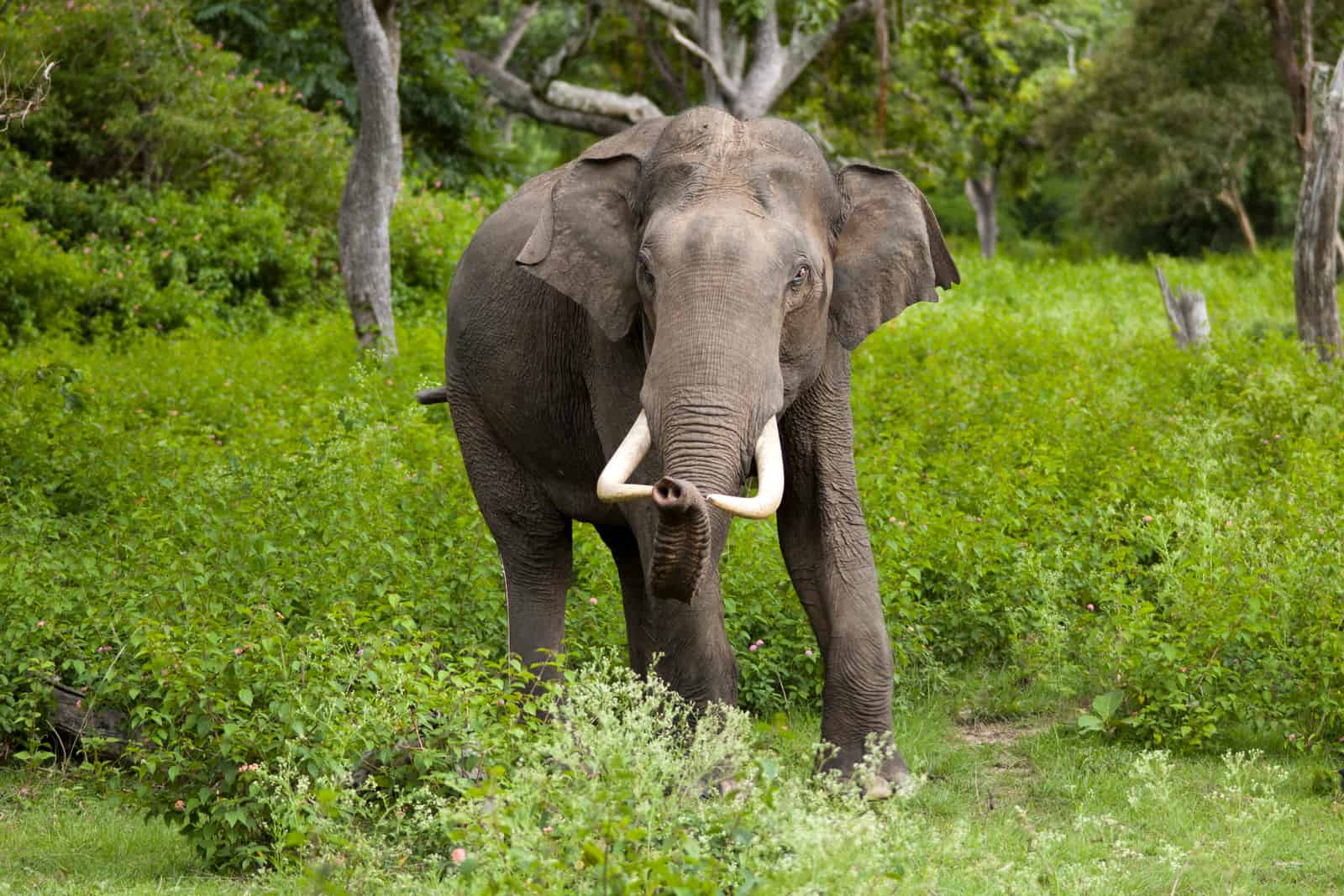Avatar of Elephants Life