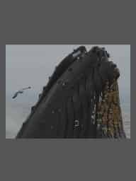 Avatar of BIG_GULP