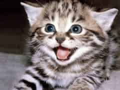 DailyMeow