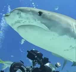Avatar of Space Shark Media