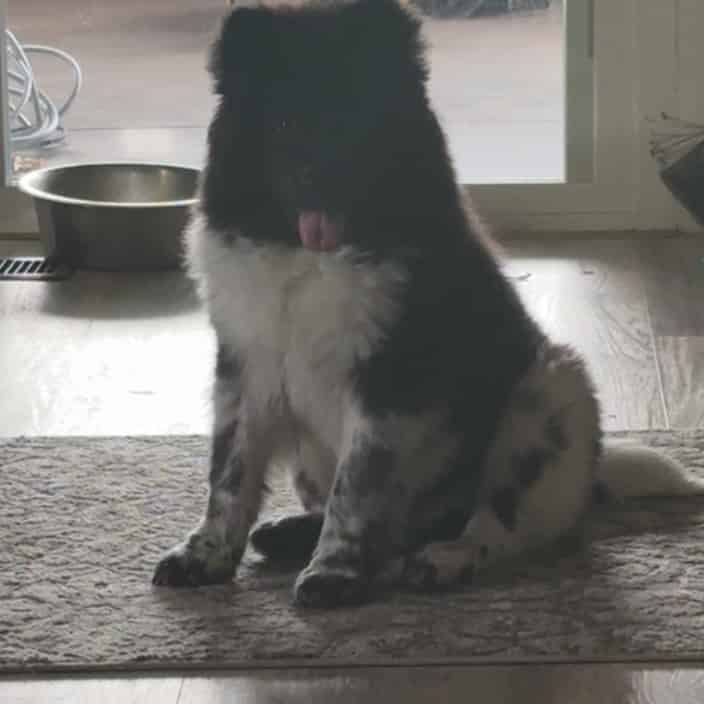 Avatar of TakeOff The Chow