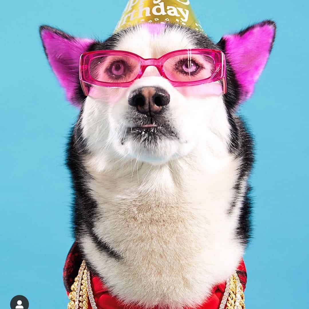 Avatar of SWAGGY WOLFDOG ™️💰