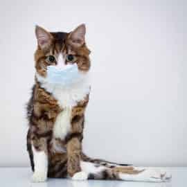Avatar of Miaow 