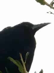 Avatar of JustAnotherCasualty