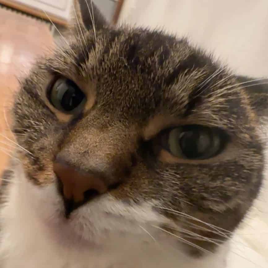 Avatar of PrettyCatKiss_Daily