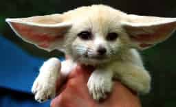 Avatar of Safe Haven Rescue