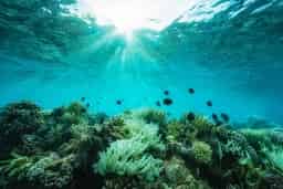 Avatar of Ocean Odyssey