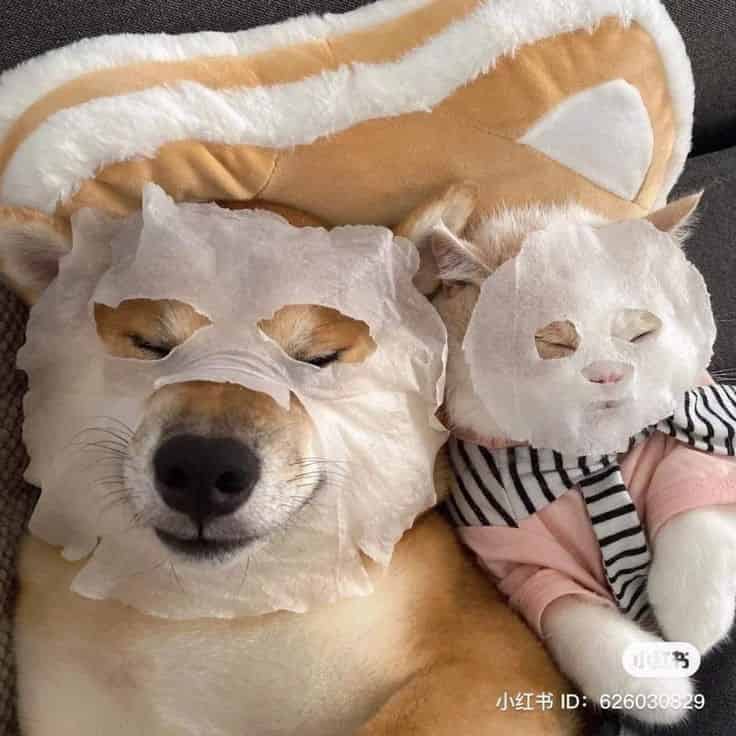 Avatar of Jececa puppy
