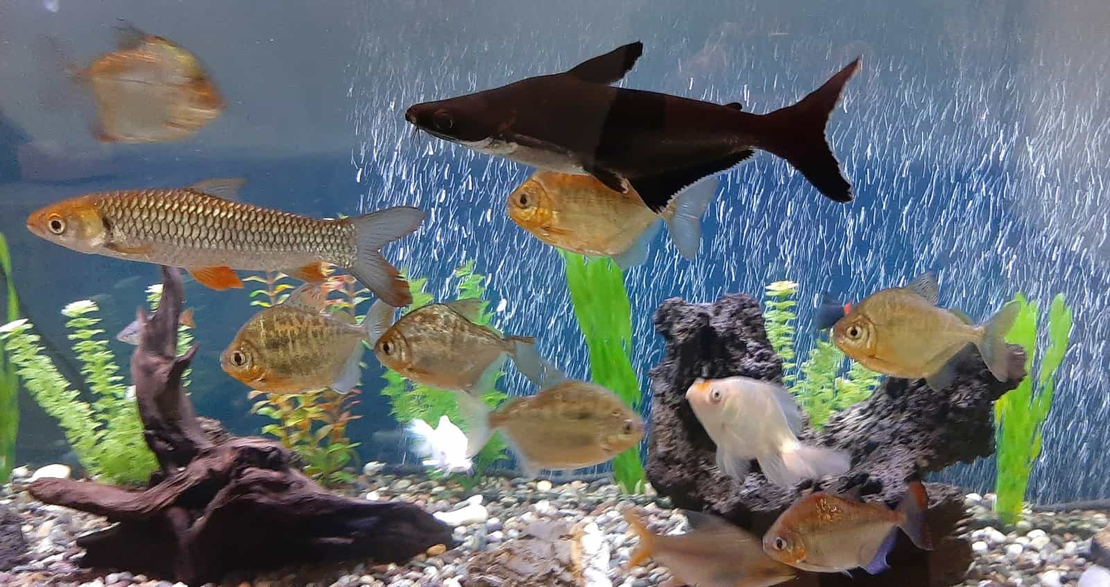 circle cover for Aquariums- Dive into Aquariums—a Circle for everyone passionate about fish tanks and aquatic life! Show off your setups, beautiful tanks, thriving fish, underwater gardens, DIY builds, and ask or give advice. Whether freshwater, saltwater, beginner, or veteran—you’ll find inspiration and help right here.