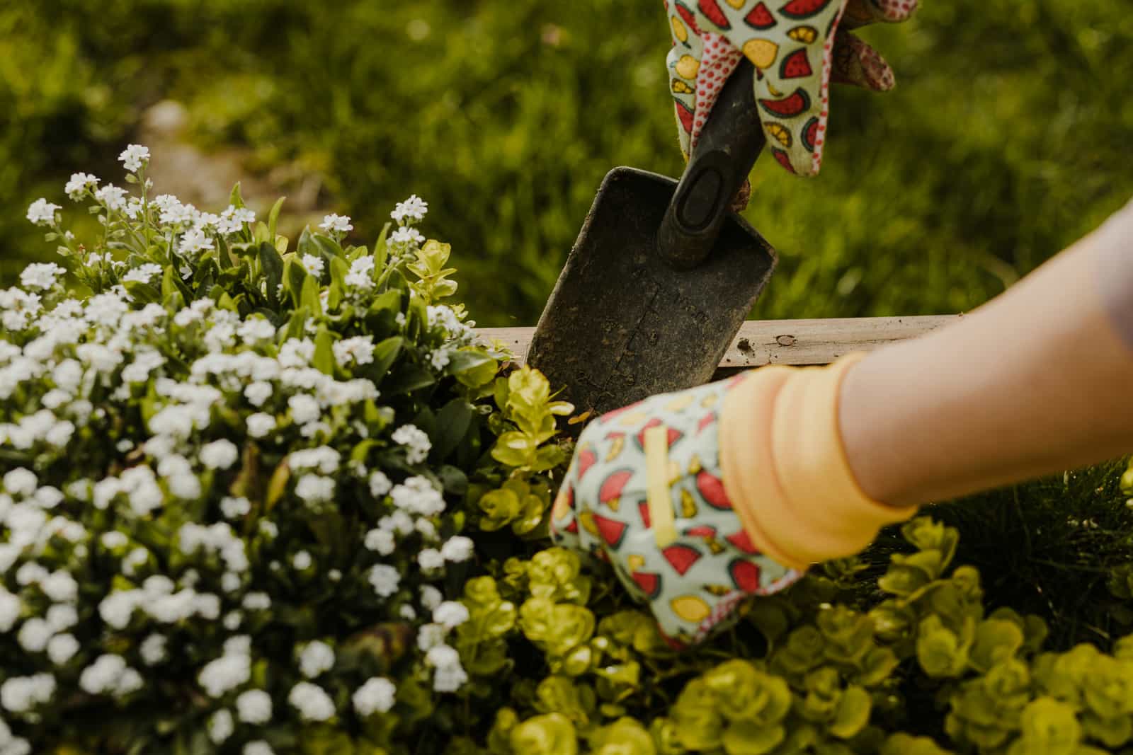 circle cover for Gardening- Welcome to Gardening—the greenest circle around! Share your plant setups, gardening tips, stunning blooms, pest battles, garden transformations, and all things plants. Beginners and experienced growers alike, it's time to get your hands dirty, learn, and grow together.