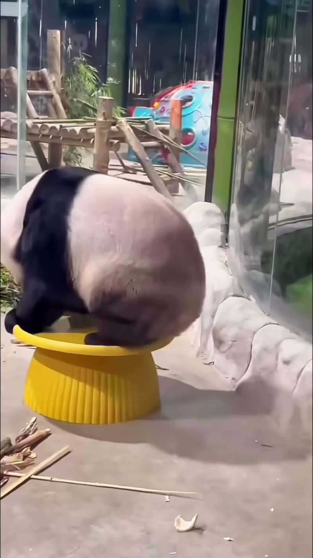 Cover for Happy panda collection  #funny  #video #panda  #fyp #cute 