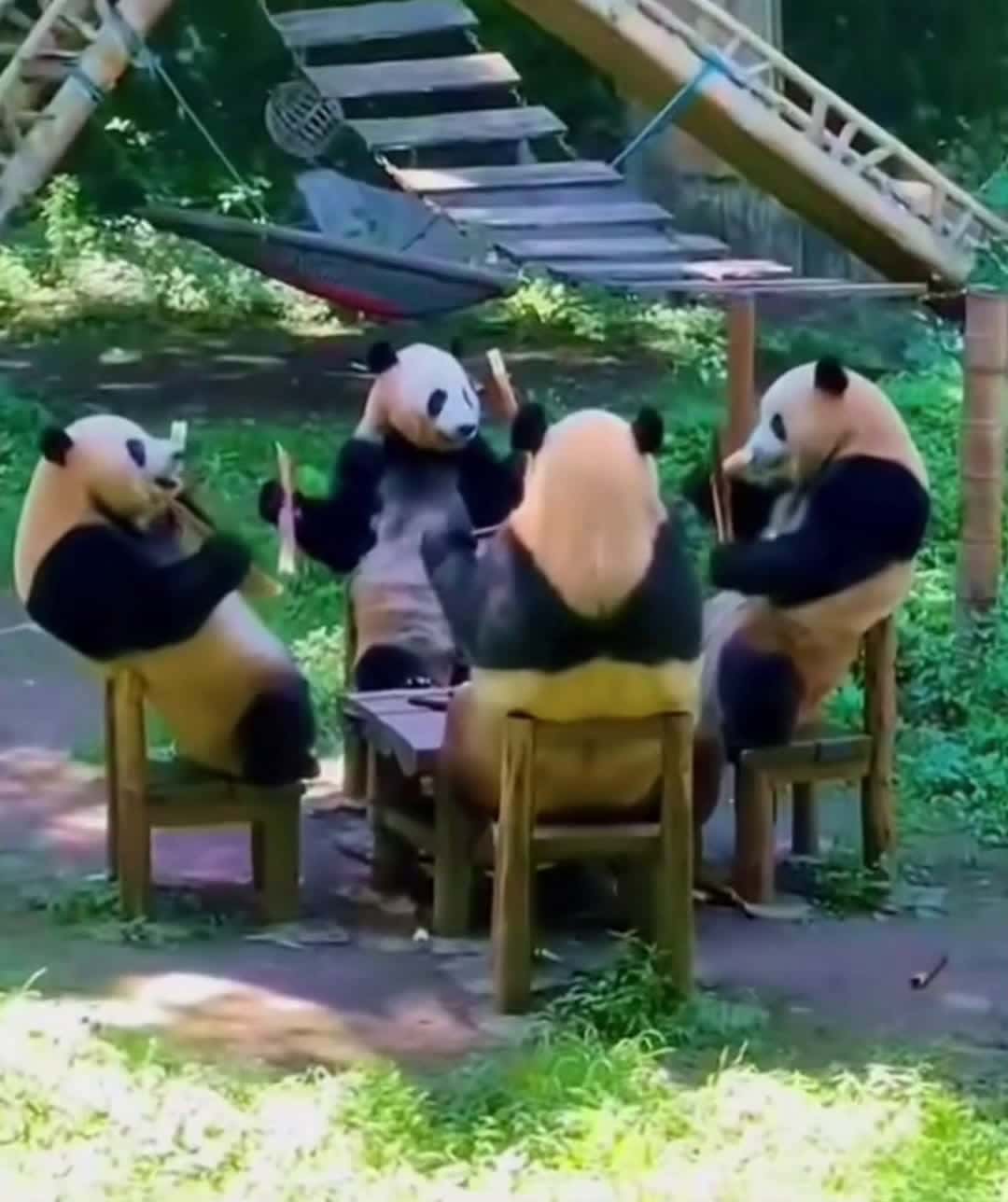 Cover for Animals facts  #funnypanda  #animals  #panda 