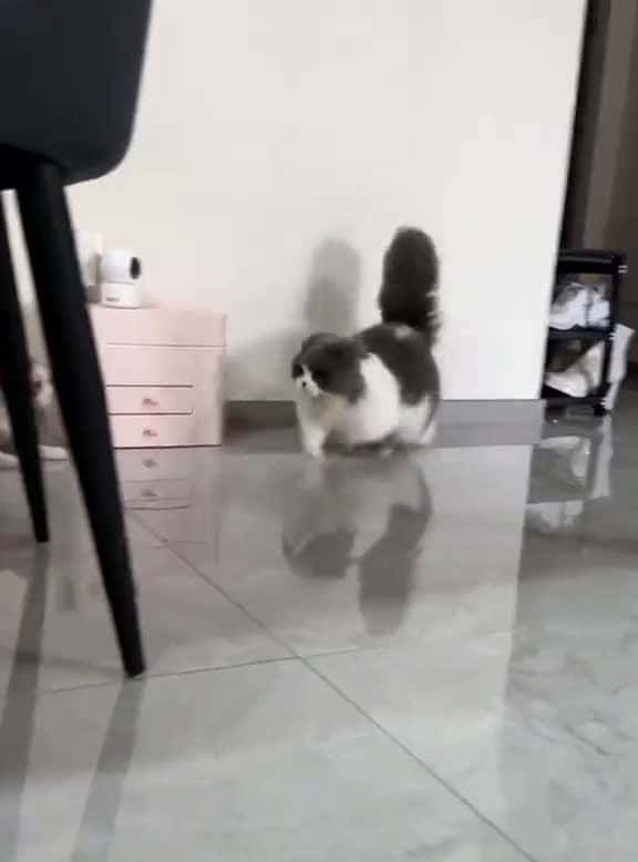 Cover for Kitty Drift Mode Activated #funnycats #funnyanimals #petvideos #cat #catsoftiktok #fyp #usa #cats #kitten #kittens #kittensoftiktok #fypage #fypviral #fypsounds