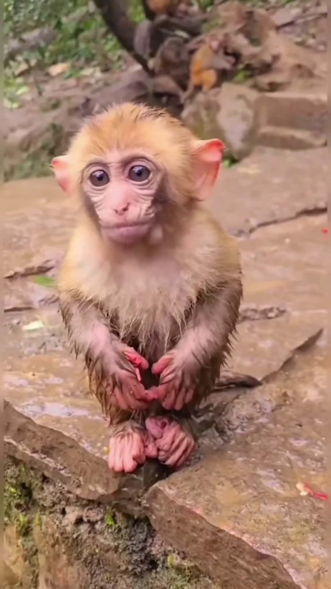 Cover for  Please follow for more #animals #monkeyface #monkey #monkeys #fyp #pourtoi