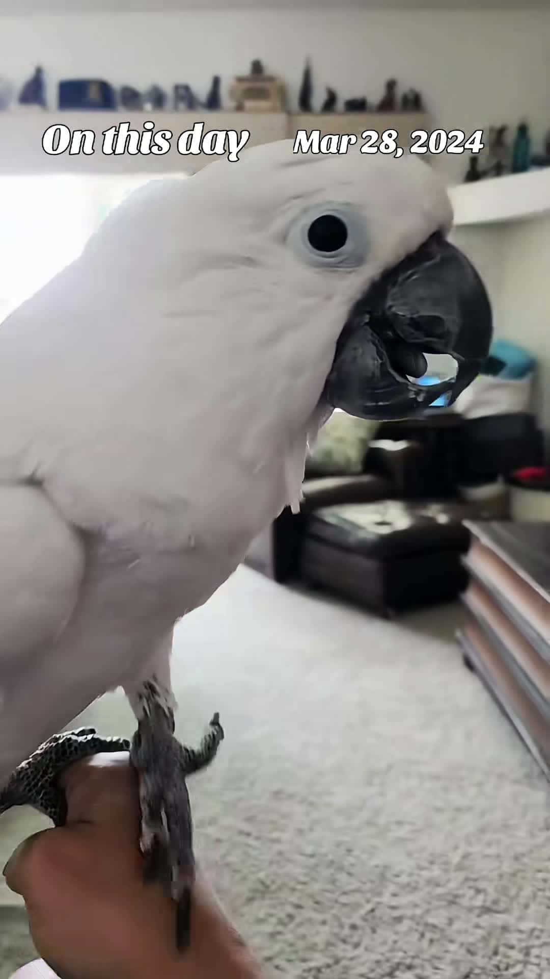 Cover for I have the BEST DOGS #BanditTheCockatoo #parrotsoftiktok #talkingparrot #cockatoo #umbrellacockatoosoftiktok #umbrellacockatoo #talkingbird #parrot #attitude #personality #bird #birb ##birdsoftiktok #birbtiktok #birbturd #birbtok #birdsofinsta #cockatoosofinstagram #parrotsofinstagram #tiktokfamous #dogs #dogsoftiktok #doggos #training #gooddogs #livinginharmony