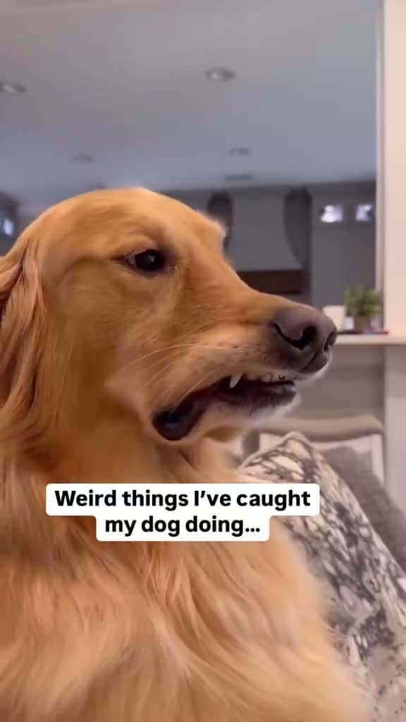 Cover for My dog does some weird things… #dog #goldenretriever 