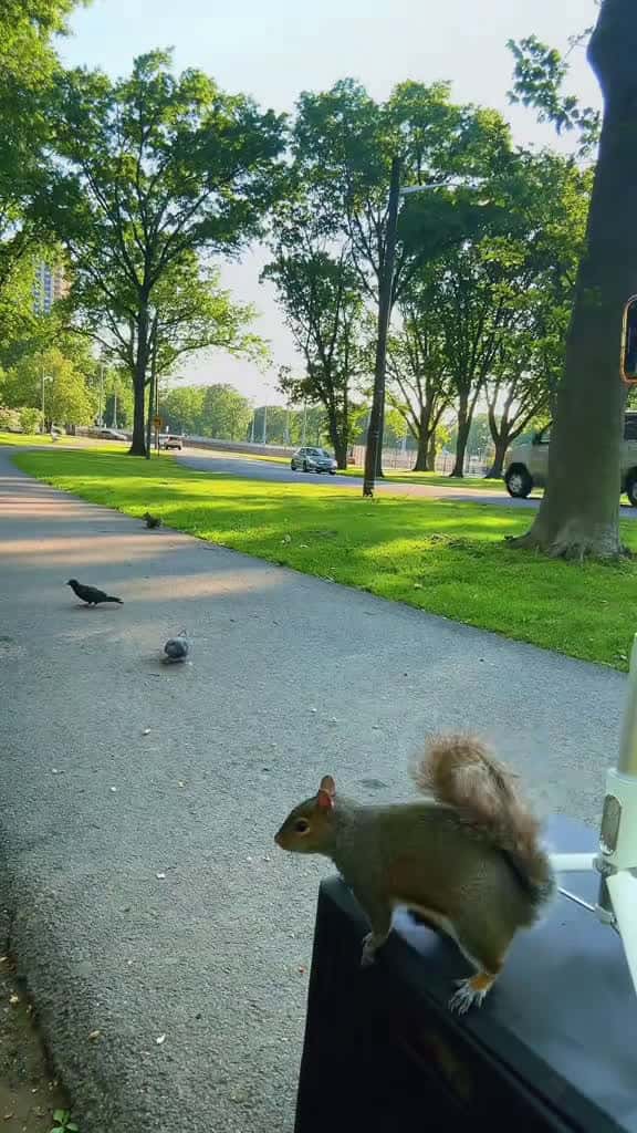 Cover for 9 Likes, 1 Comments. Posted by Cynthia Ann Beaumont (@cynthiaannbeaumont): 'Squirrel Whisper Cynthia Beaumont feeding wild squirrels in the park peanuts with her teeth! Please like subscribe share &comment. #SquirrelWhisperer #...