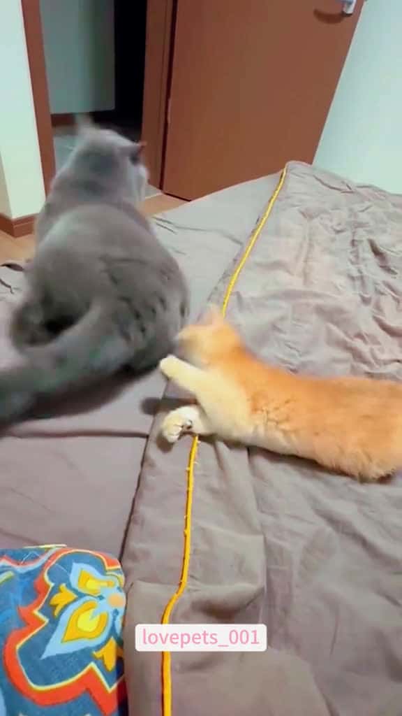 Cover for When you have two cats.cats cutecats foryou funnytiktok funnyvideos usa funnyanim 97486 #american