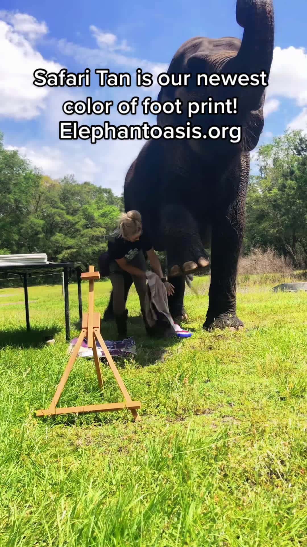 Cover for 43906#elephant #animal #MyBestFriendIsAnElephant #animallover #TikTok #Sav...