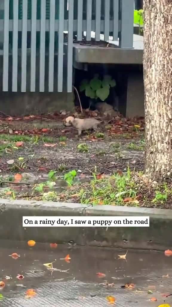 Cover for On a rainy day I saw a puppy on the road and then rescue animal fyp puppy 76814 #shortvideosscoopz