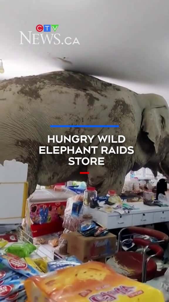 Cover for A hungry wild elephant caused havoc in a grocery store in Thailand on Monday when he strolled in from a nearby national park and helped himself to food on the shelves.#elephant #thailand #animals #wildanimals