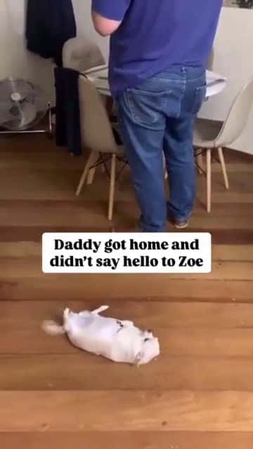 Cover for When dad forgets to greet Zoe 😂🐶 #doglife #petdrama #funnyanimals