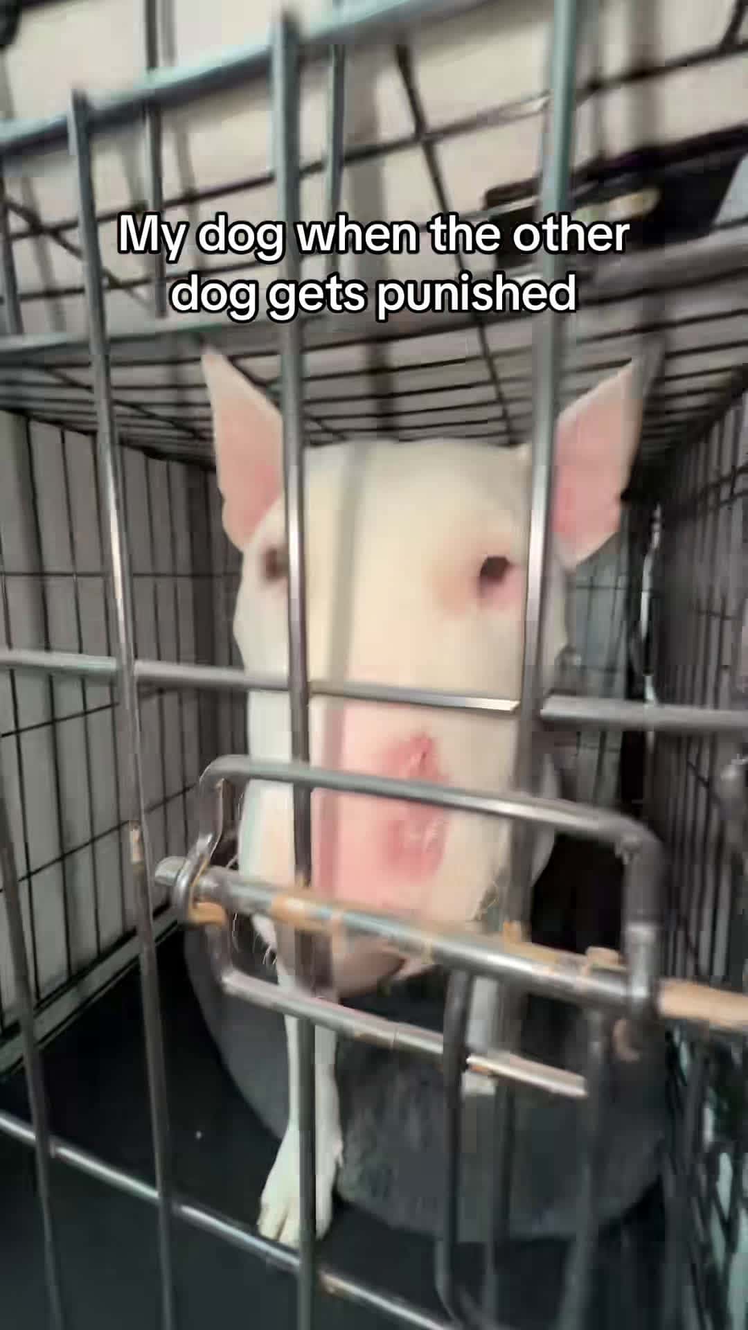 Cover for Biscuit when Joy gets punished #dogs #comedy #meme #funny #cute #mist...
