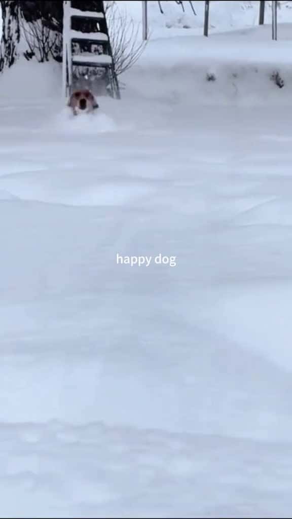 Cover for Funny dogs  #funny  #funnyvideos  #funniestvideoonmyphone