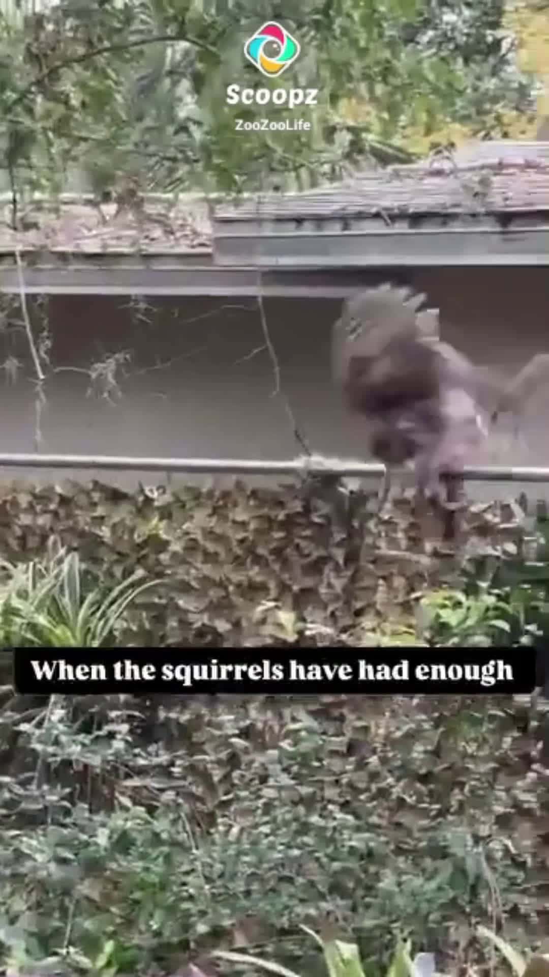 Cover for Squirrel said "Not 2day Busta!" 🐿🐿