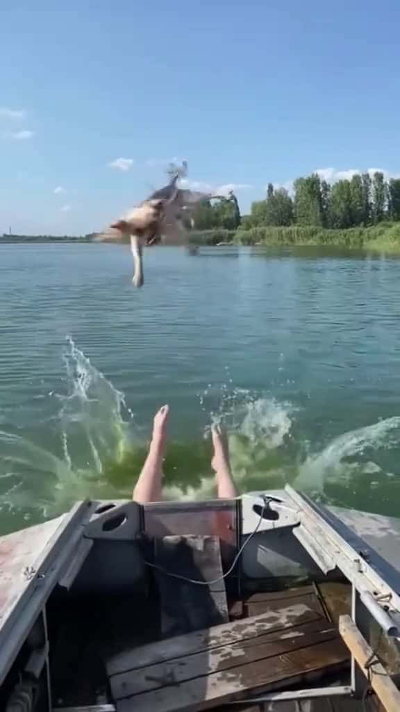 Cover for Dogs will be unlucky near water 🤣#dog #tiktok #dogsoftiktok #usa🇺🇸 #fypシ゚viral #funnyvideos #dogs  created by 202 with 202’s original sound - 202