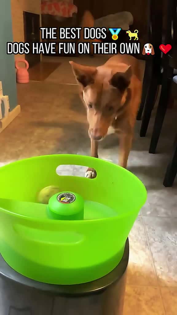 Cover for Dogs have their own way of partying dog funnyvideos dogs tiktokdogs foryoupage 80350 #trending