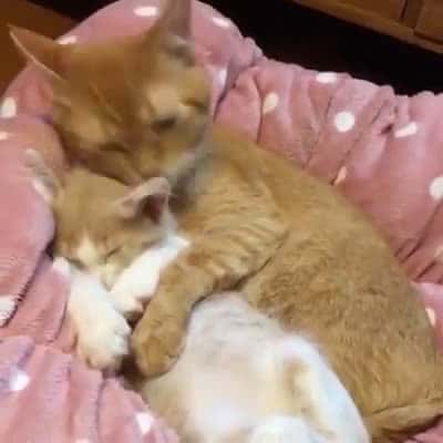 Cover for Everyone needs a Cute cuddle buddy Cute Kitten Compilation cuddleBuddy 1
