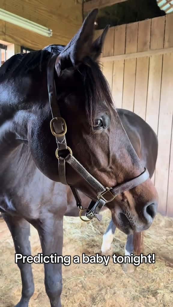 Cover for Miss Mia looking like she s going to have a baby here shortly Stay tuned foaling foal foal 21258 #nicevideo
