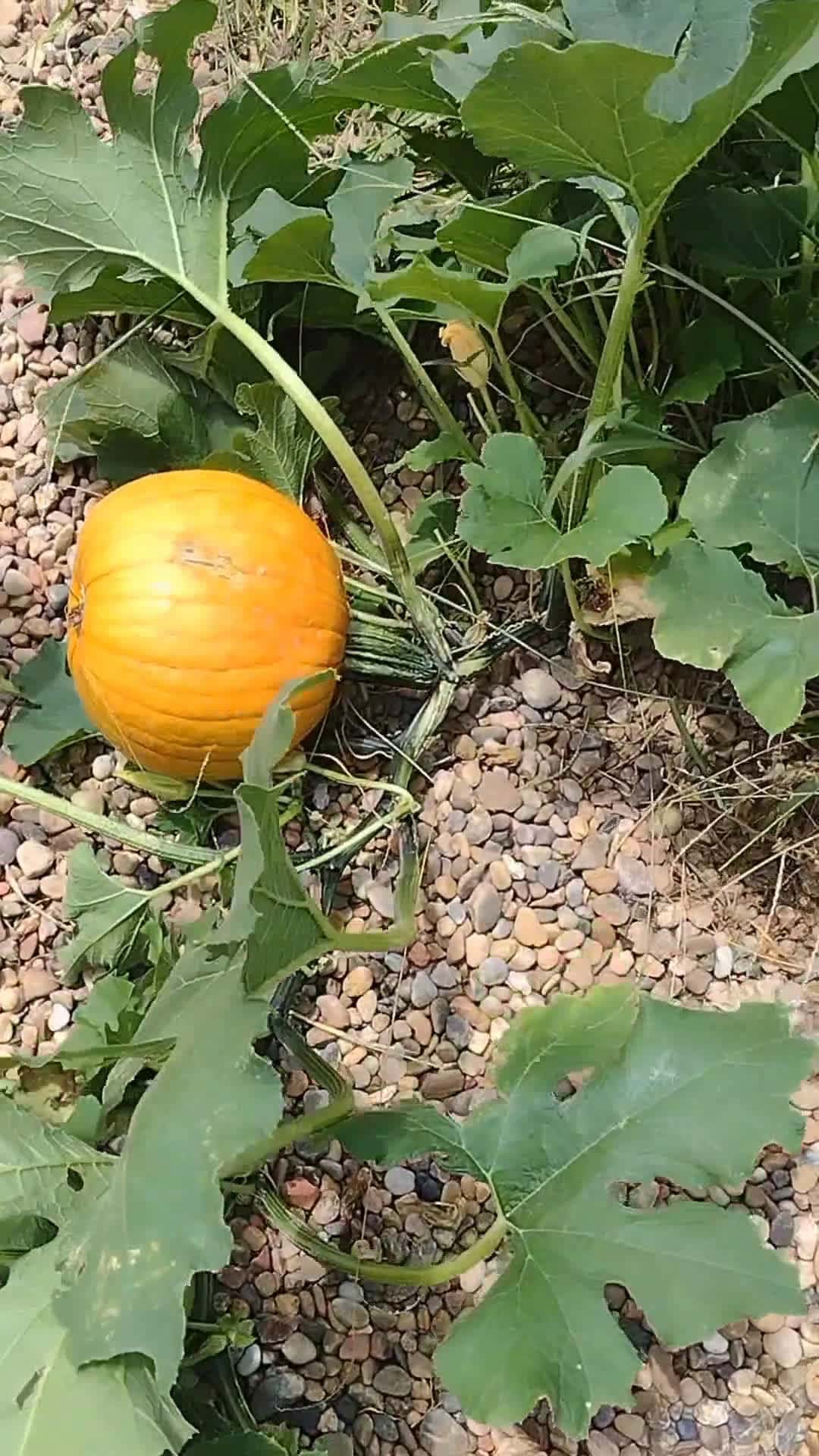 Cover for only in Oklahoma 