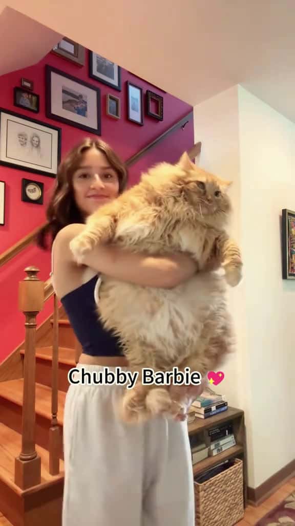 Cover for Just a fluffy little tank cats catlover catsoftiktok fyp 84375 #nicevideo