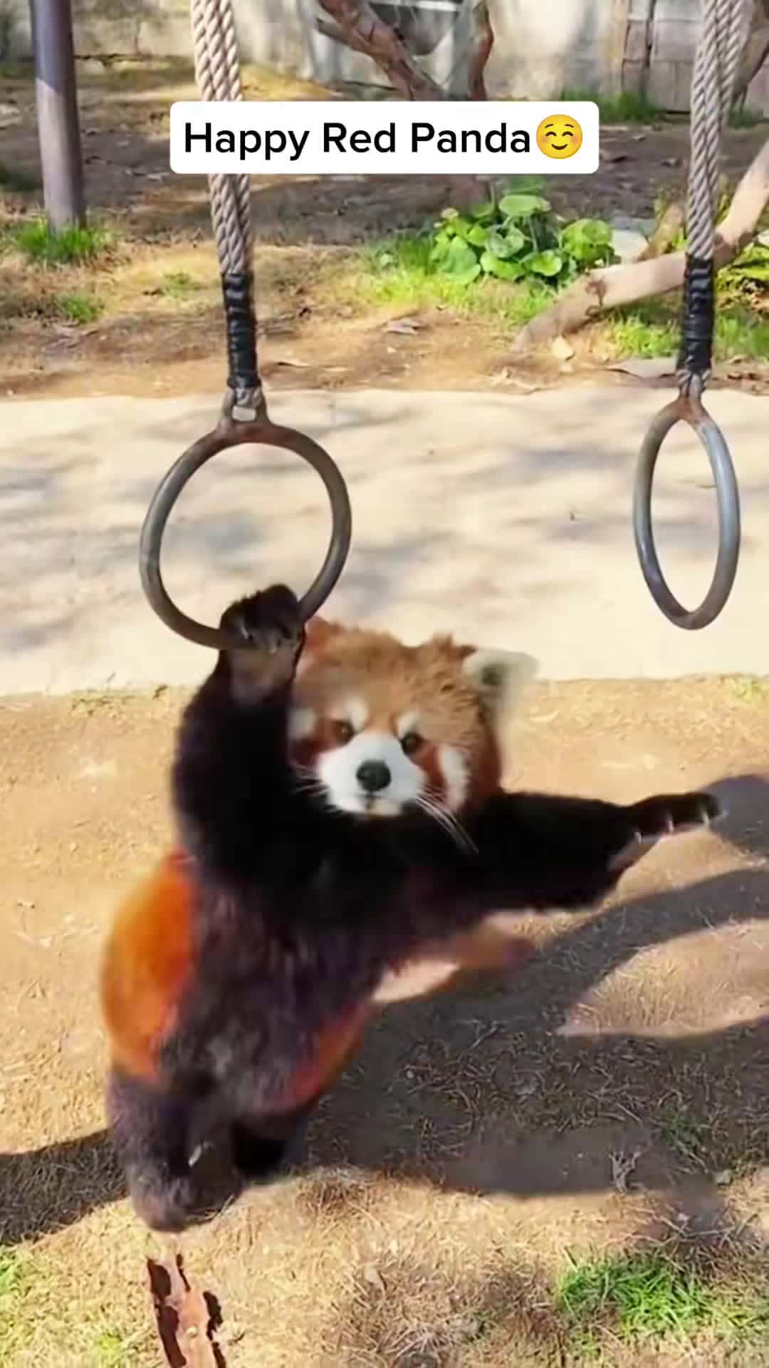 Cover for 0134566....happy red pandas😘🥰#redpanda #panda #cuteanimals #fyp 