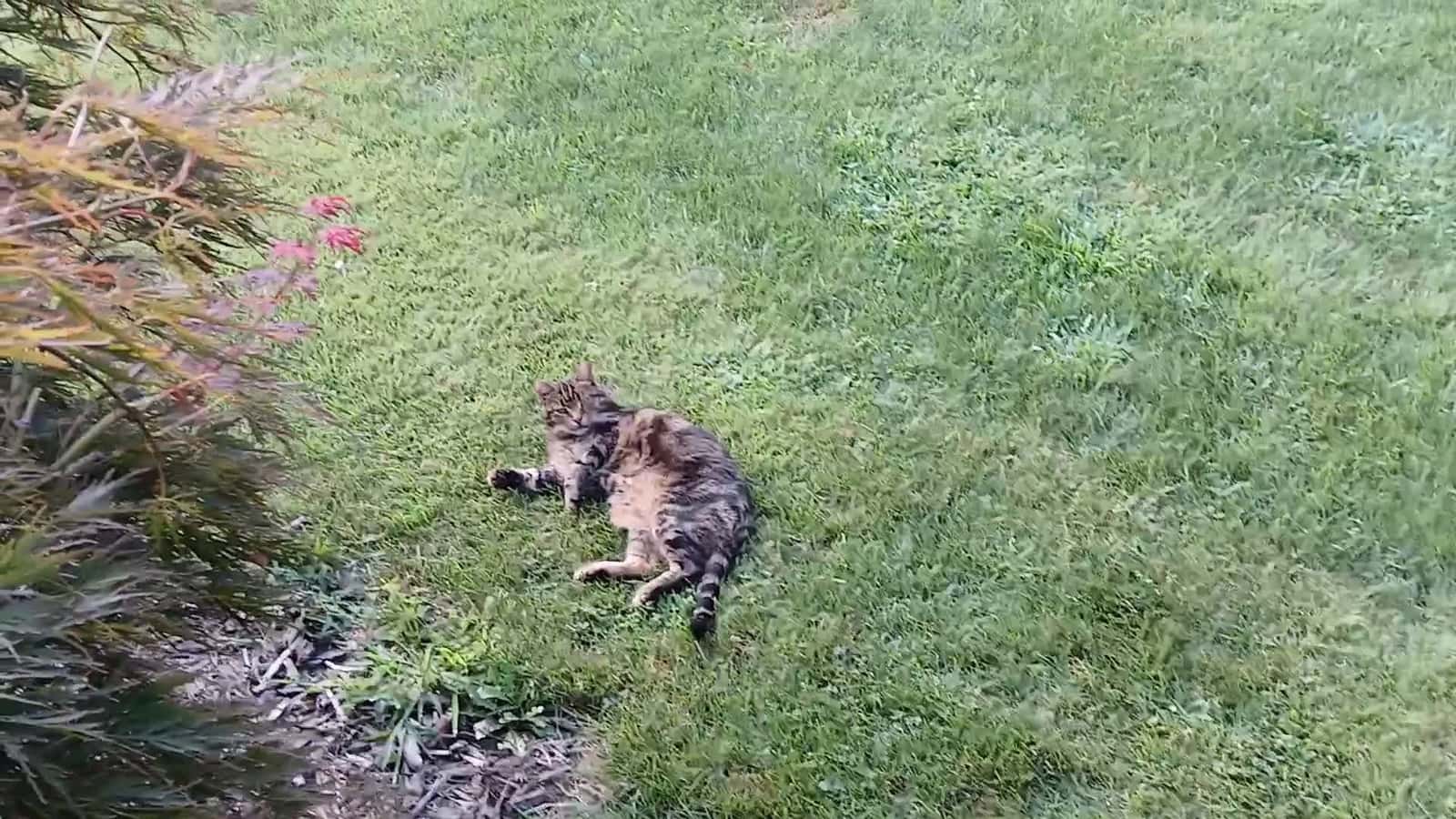 Cover for cat napping