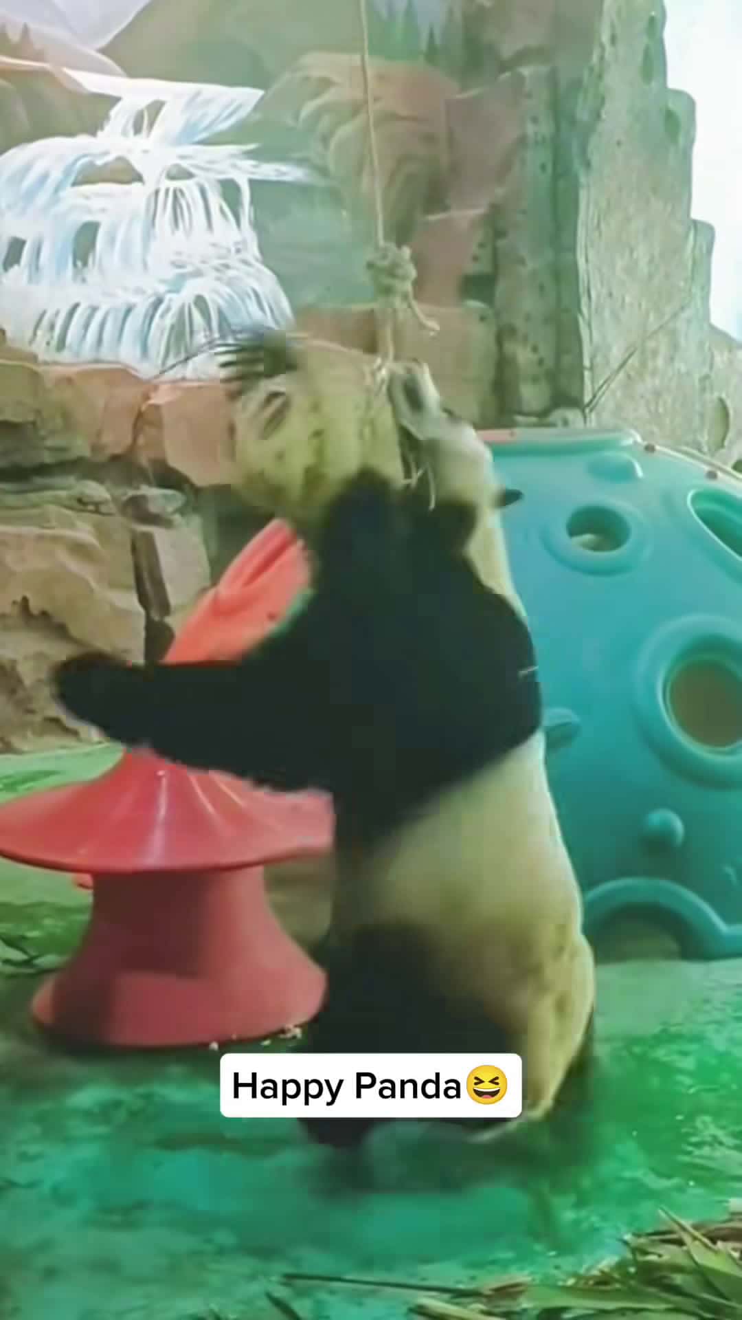Cover for treikrtyuhappy pandas🥰🥰 #panda #pandasoftiktok #cuteanimals #fyp 